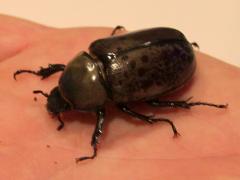 (Hercules Beetle) dorsal