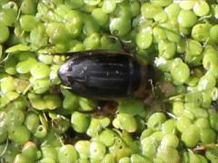 (Aruspex Predaceous Diving Beetle) on Lesser Duckweed