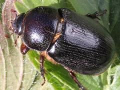 (Carrot Beetle) dorsal