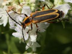 (Margined Leatherwing) dorsal