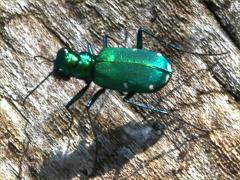 (Six-spotted Tiger Beetle) dorsal