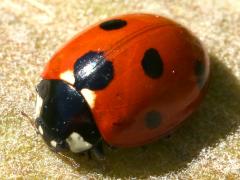 (Seven-spotted Lady Beetle) dorsal