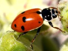 (Variegated Lady Beetle) profile