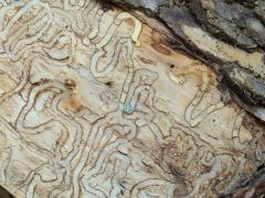 (Emerald Ash Borer) galleries on Green Ash