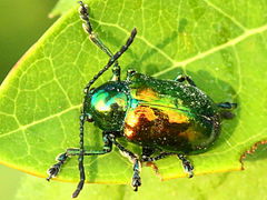 (Dogbane Beetle) on Hemp Dogbane