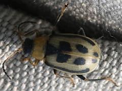 (Bean Leaf Beetle) gray