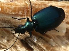 (Flower Lebia Beetle) dorsal