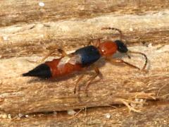 (Paederus Whiplash Beetle) dorsal