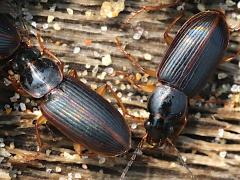 (Ochropezus Ground Beetle) dorsal