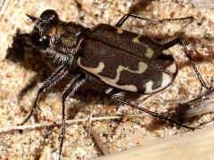 (Bronzed Tiger Beetle) dorsal