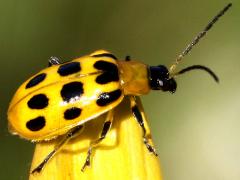 (Spotted Cucumber Beetle) profile