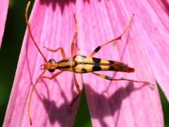 (Yellow-horned Flower Beetle) dorsal