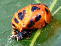 (Asian Lady Beetle) pupa on Swamp White Oak