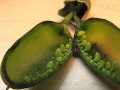 (Baptisia Seed Pod Weevil) eggs on White Wild Indigo