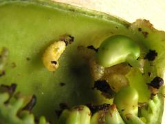 (Baptisia Seed Pod Weevil) larvae on White Wild Indigo