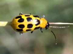 (Spotted Cucumber Beetle) dorsal