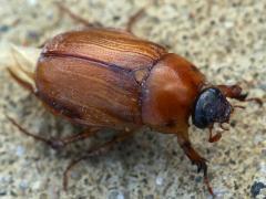 (Phyllophaga May Beetle) dorsal