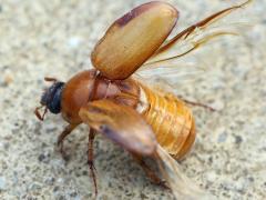 (Phyllophaga May Beetle) wings