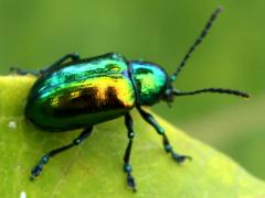 (Dogbane Beetle) crawling