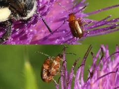 (Nigripalpis Flea Beetle) on Bull Thistle