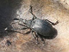 (Baptisia Seed Pod Weevil) on White Wild Indigo