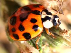 (Asian Lady Beetle) dorsal