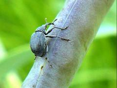 (Baptisia Seed Pod Weevil) ovipositing on White Wild Indigo