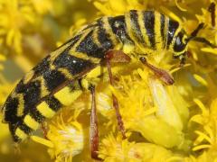 (Locust Borer) lateral