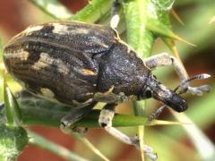 (Globe Thistle Capitulum Weevil) dorsal