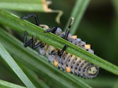 (Seven-spotted Lady Beetle) larva ventral