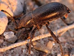 (Carbonaria Darkling Beetle) profile