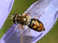 Margined Calligrapher female on Chicory