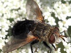 (Archytas Bristle Fly) dorsal