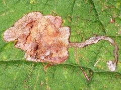 Catalpa Leafminer Fly blotch mine on Northern Catalpa