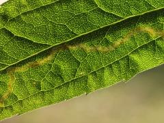 Phytomyza Leafminer Fly backlit mine on Tall Goldenrod