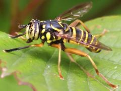 (Eastern Hornet Fly) male lateral