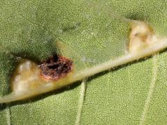 Contarinia Gall Midge underside gall on Box Elder