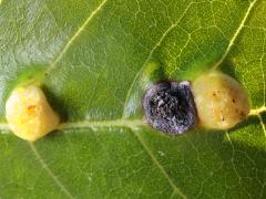 Contarinia Gall Midge upperside gall on Box Elder