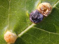 Contarinia Gall Midge upperside open gall on Box Elder