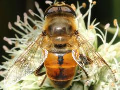 Common Drone Fly male on Rattlesnake Master