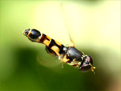 (Common Compost Fly) male hovering