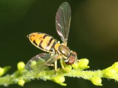 (Margined Calligrapher) female