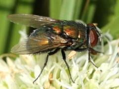 Common Greenbottle Fly on Rattlesnake Master