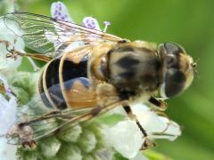 European Drone Fly on Common Mountain Mint