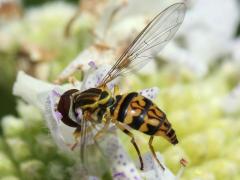 Eastern Calligrapher female on Common Mountain Mint