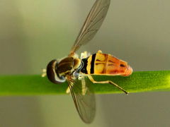 (Margined Calligrapher) male