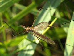 (Tipulidae Crane Fly) crawling