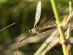 (Tipulidae Crane Fly) flight