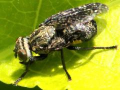 (Signal Fly) dorsal