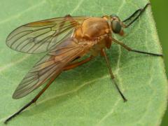 (Marsh Snipe Fly) female lateral